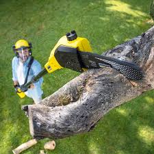 Best Lawn Disease Treatment  in Saucier, MS