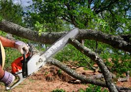 Best Hazardous Tree Removal  in Saucier, MS