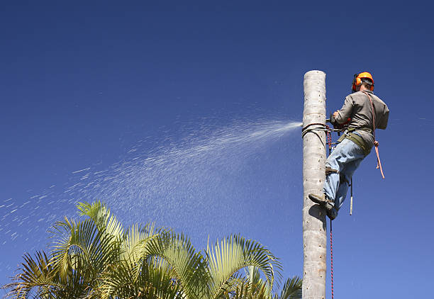 Best Palm Tree Trimming  in Saucier, MS