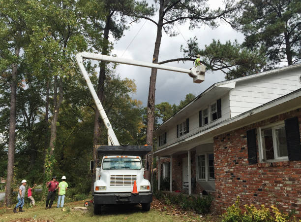 Best Leaf Removal  in Saucier, MS