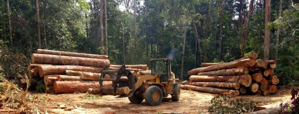 Best Firewood Processing and Delivery  in Saucier, MS