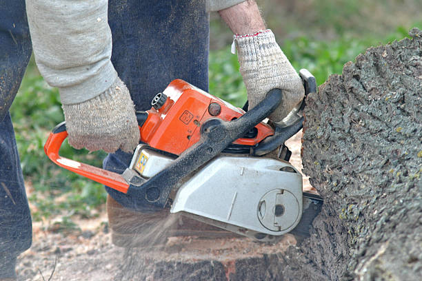 Best Tree Trimming and Pruning  in Saucier, MS