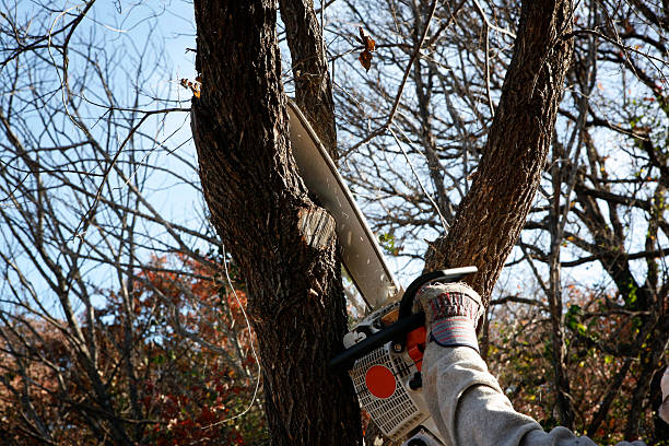 How Our Tree Care Process Works  in  Saucier, MS