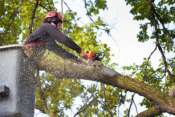 Best Tree Maintenance Programs  in Saucier, MS