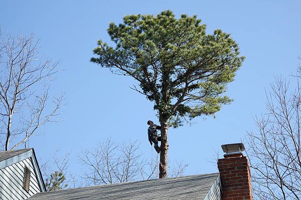 Tree and Shrub Care in Saucier, MS