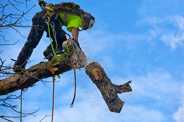 Best Seasonal Cleanup (Spring/Fall)  in Saucier, MS